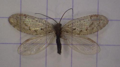 Hemerobius sp.